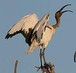 Ibis sacré