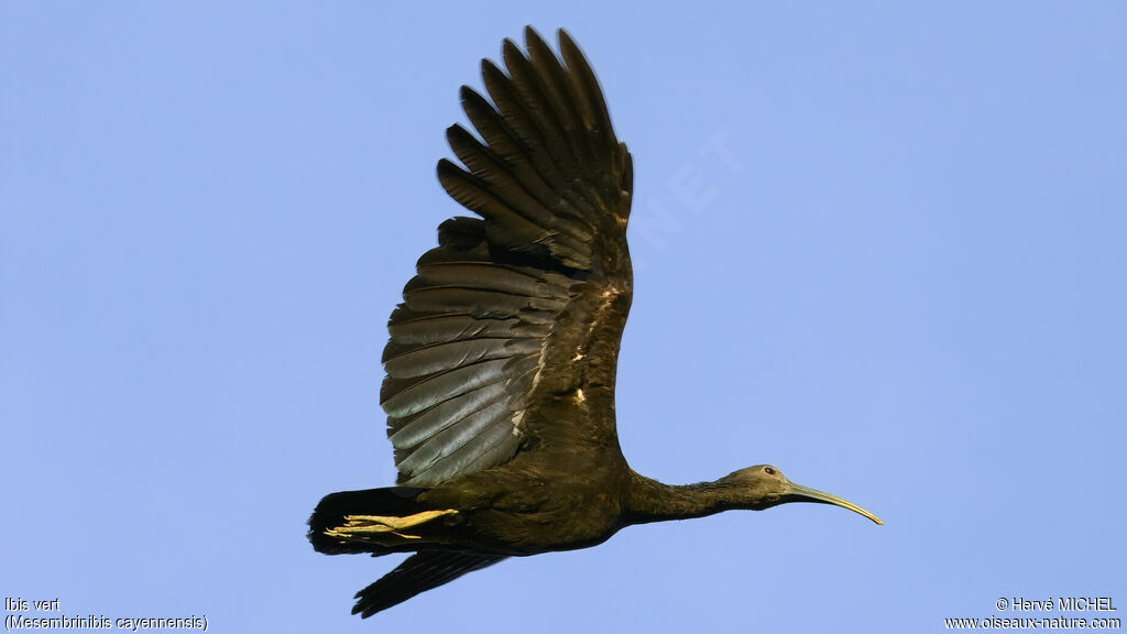 Green Ibis