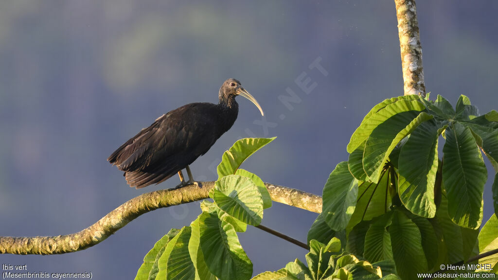 Green Ibis