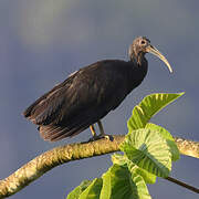 Green Ibis