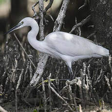 Aigrette garzette