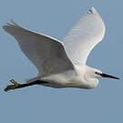 Aigrette garzette