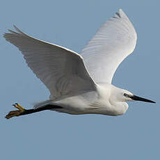 Aigrette garzette