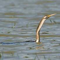 Anhinga d'Afrique