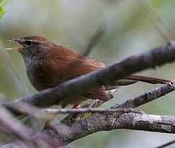 Bouscarle de Cetti