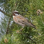 Bruant à calotte blanche