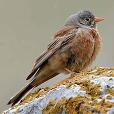 Bruant à cou gris