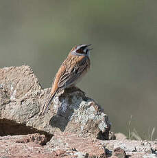 Bruant à longue queue