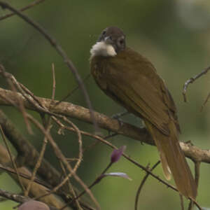 Bulbul à barbe blanche