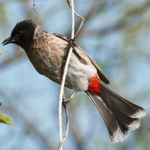 Bulbul à ventre rouge