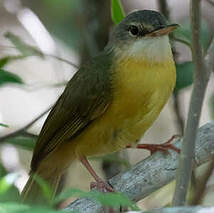 Bulbul d'Appert