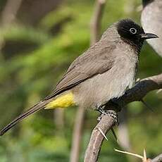 Bulbul d'Arabie