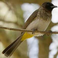 Bulbul de Dodson