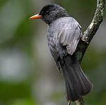 Bulbul de Madagascar