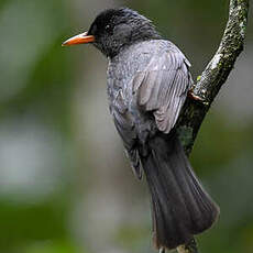 Bulbul de Madagascar