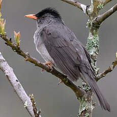 Bulbul de Madagascar