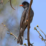 Bulbul de Madagascar