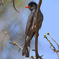 Bulbul de Madagascar