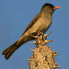 Bulbul de Madagascar
