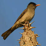 Bulbul de Madagascar