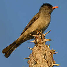 Bulbul de Madagascar