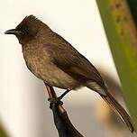 Bulbul des jardins