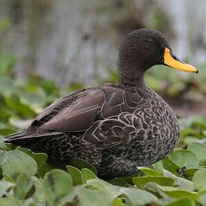 Canard à bec jaune