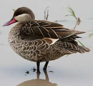 Canard à bec rouge