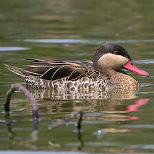 Canard à bec rouge
