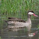 Canard à bec rouge