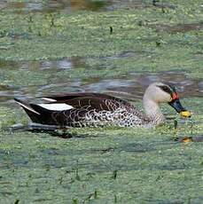 Canard à bec tacheté