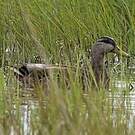 Canard noir