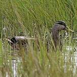 Canard noir