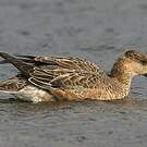 Canard siffleur
