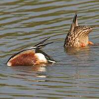 Canard souchet