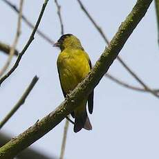 Chardonneret des Andes