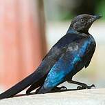 Choucador de Rüppell