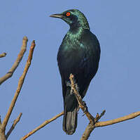 Choucador de Swainson