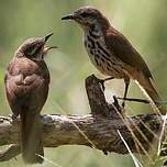 Cichladuse tachetée