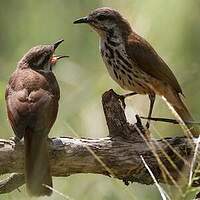 Cichladuse tachetée