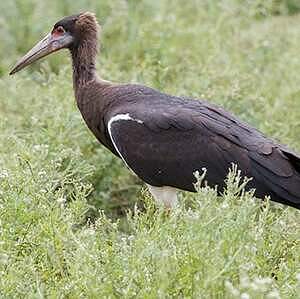 Cigogne d'Abdim