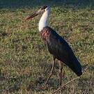 Cigogne épiscopale