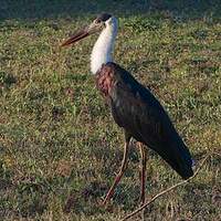 Cigogne épiscopale