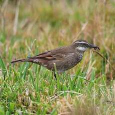 Cinclode du paramo