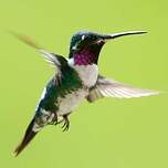 Colibri de Mulsant