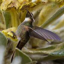 Colibri de Stübel