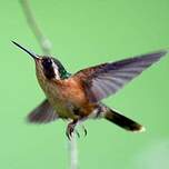 Colibri moucheté