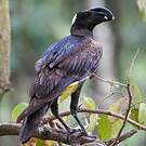Corbeau corbivau