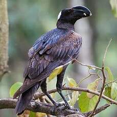 Corbeau corbivau