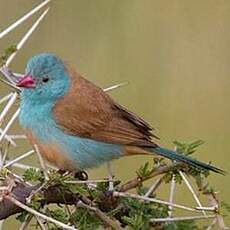 Cordonbleu cyanocéphale